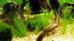 Linker Wurzelbereich