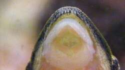 den 4cm-Rackern ins Maul geschaut...