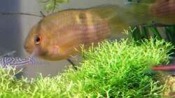 auf der Suche nach einem Laichversteck...