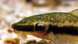 schau mir in die Augen.....