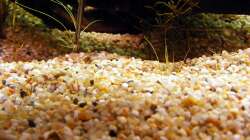 Schwitz....Nadelimse stecken