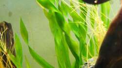 Schraubenvalinerien linke Ecke