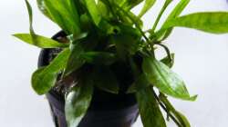 Zwergamazonas/Echinodorus quadricostatus - magdalenensis