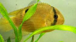 sehr scheu ,der Wonneproppen