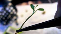 Glossostigma stecken