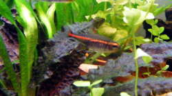 Glülichtsalmler und meine Crypto. wendtii,die gewellte Variante