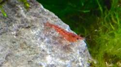 Besatz im Aquarium Shrimps