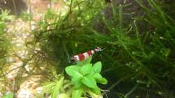 Besatz im Aquarium Shrimps