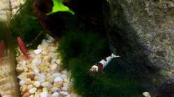 Besatz im Aquarium Shrimps