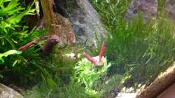 Besatz im Aquarium Shrimps