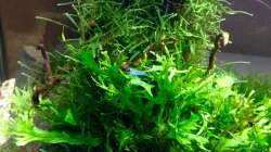 Besatz im Aquarium Shrimps