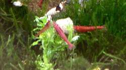 Besatz im Aquarium Shrimps