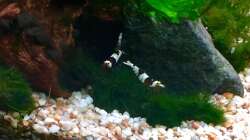 Besatz im Aquarium Shrimps