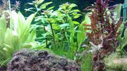 Pflanzen im Aquarium eheim mp scubaline120