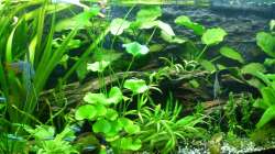 Dekoration im Aquarium Tropic Dream