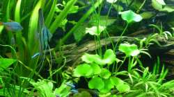 Dekoration im Aquarium Tropic Dream