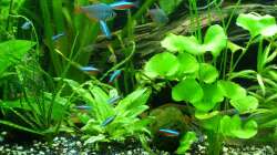 Pflanzen im Aquarium Tropic Dream