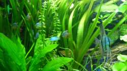 Dekoration im Aquarium Tropic Dream