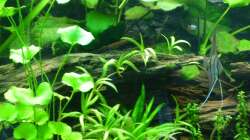 Aquarium Tropic Dream