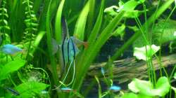 Aquarium Tropic Dream