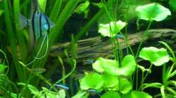 Aquarium Tropic Dream