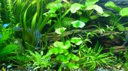 Aquarium Tropic Dream