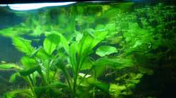 Pflanzen im Aquarium Tropic Dream