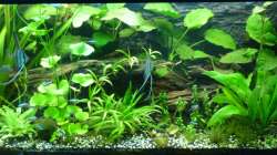 Aquarium Tropic Dream