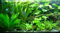 Dekoration im Aquarium Tropic Dream