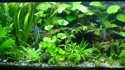 Aquarium Tropic Dream