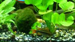 Besatz im Aquarium Tropic Dream