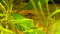 Corydoras aneus `gold strip`