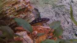 Julidochromis transkriptus Kapambpa(??ltestes Tier im Becken.BigMama)