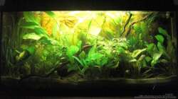 Aquarium, wenige Wochen