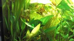 Apistogramma trifasciata jung 