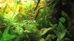 Hyphessobrycon amandae