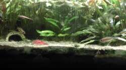 Apistogramma allpahuayo ´Black Chin´ females