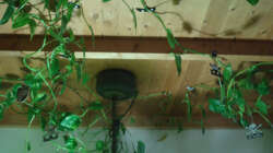 ...und die Planze ist noch sehr viel größer...;-)