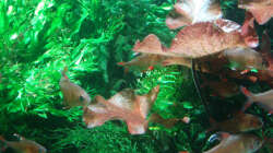 im Bild: Javafarn, Tigerlotus & Bolbitis