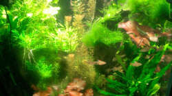 Historie: nach 13 Monaten