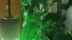 externer Pflanzenkasten