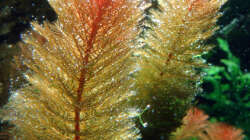 Portrait: ´Blubbernde Rotalla´