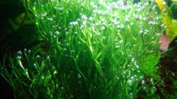 Teichlebermoos bei der ´Arbeit´