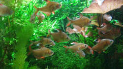 Besatz im Bild: Schmucksalmler & Rüsselbarbe