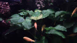 Pflanzen im Aquarium Becken 1799