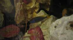 Besatz im Aquarium Malawi 200 Liter