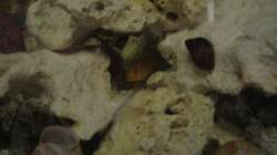 Besatz im Aquarium Malawi 200 Liter