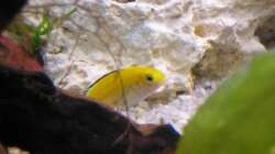 Besatz im Aquarium Malawi 200 Liter