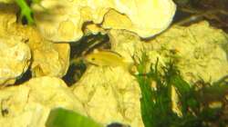Besatz im Aquarium Malawi 200 Liter