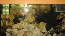 Aquarium Malawi 200 Liter